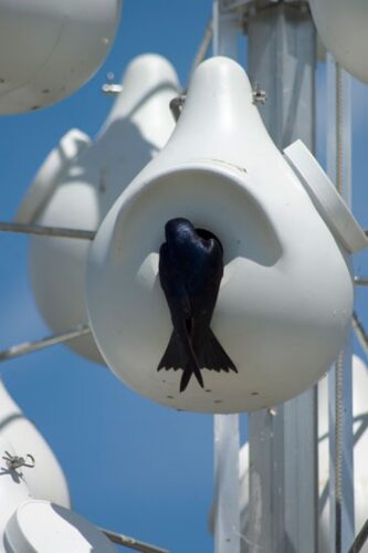 Purple Martin Birdhouse